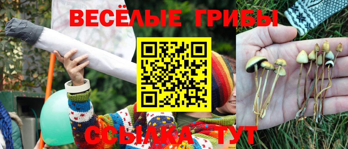 Псилоцибиновые грибы мицелий Бердск