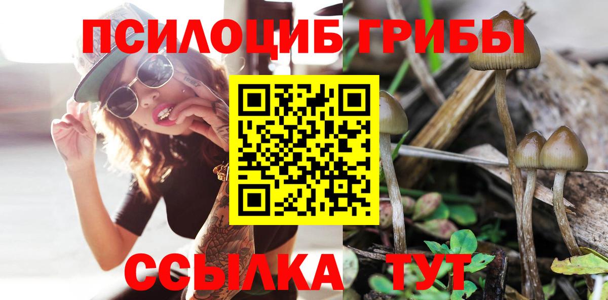 закладка  Псилоцибиновые грибы Cubensis  Вход с VPN  Бердск 
